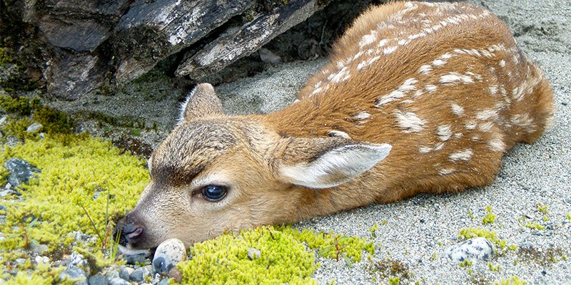 A new Fawn