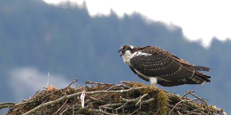An Osprey calls to its mate